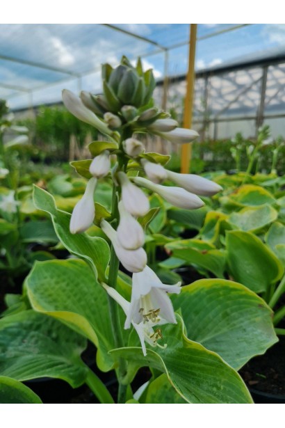 Хоста Зібольда Ауреомаргіната / Френсіс Вільямс - 3л/вис.20-30см/Ø30-40см